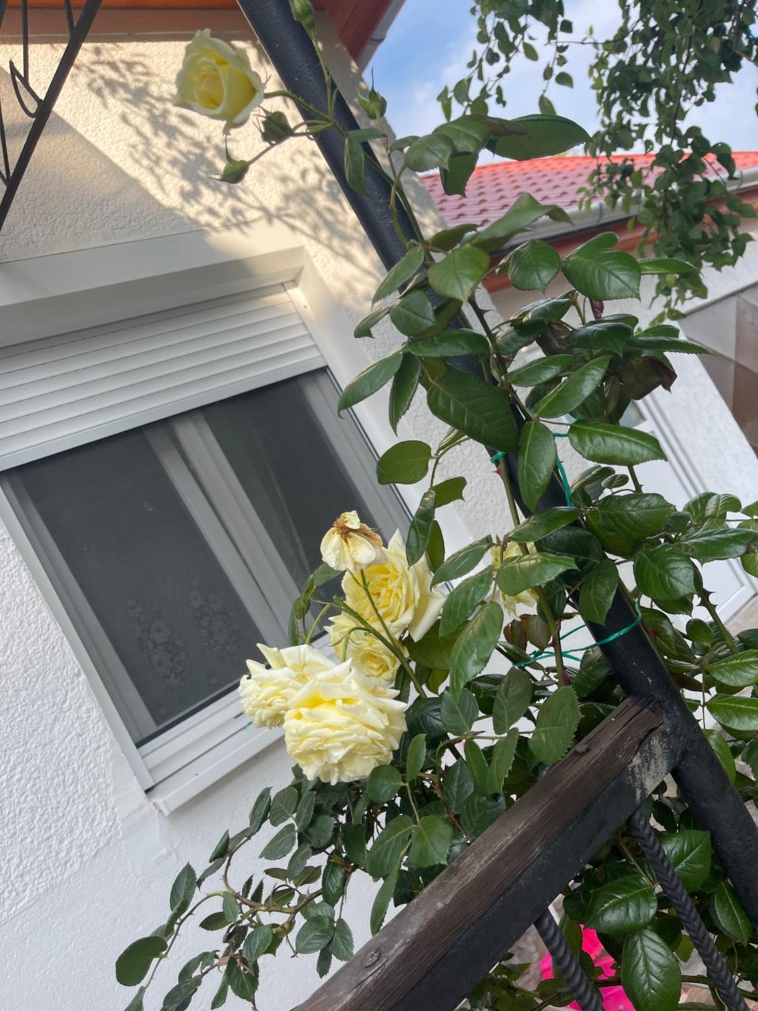 Valentina Apartman Balatonmáriafürdő Exterior foto